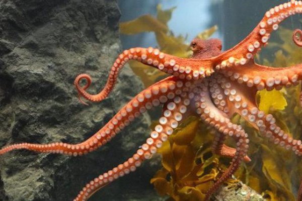 Kraken market ссылка