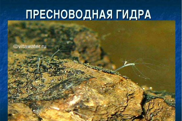 Мега зеркала тор онион мориарти кракен